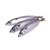 IKAN SARDINE 1 KG