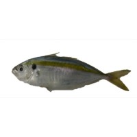 IKAN SELAR 1 KG
