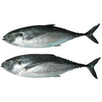IKAN CENCARU 1 KG