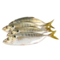 IKAN PELATA 1 KG